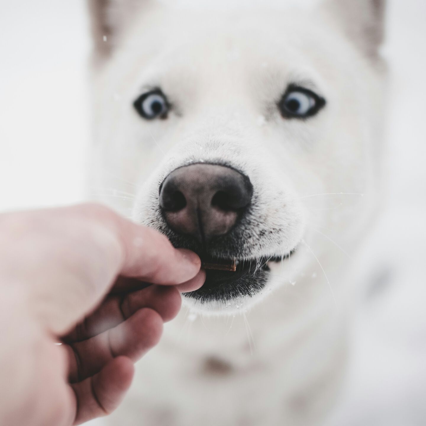 <b>IS TRIPE GOOD FOR DOGS?</b><br><br>Tripe is becoming a popular ingredient among dog owners &ndash; but is it worth adding to your dog&rsquo;s bowl&hellip;</br>