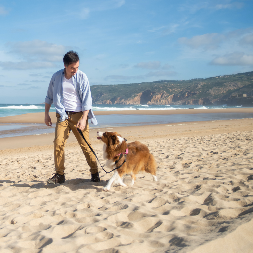<b> HOW TO KEEP YOUR DOGS COOL IN THE SUMMER HEAT</b><br><br>Everyone loves some summer sunshine, and all the outdoor adventures it brings...</br>