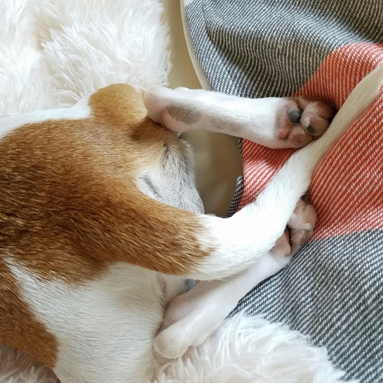<b>5 FOODS THAT HELP YOUR DOG EXPRESS THEIR ANAL GLANDS</b><br><br>Discover the top foods and why fibre is important to help prevent anal gland blockages...</br>