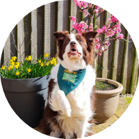 CRUFTS STAR NEEDS TOP DIET